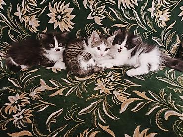 японская кошка: Отдаю трое очаровательных котят в хорошие руки, сами котята уже могут — 1
