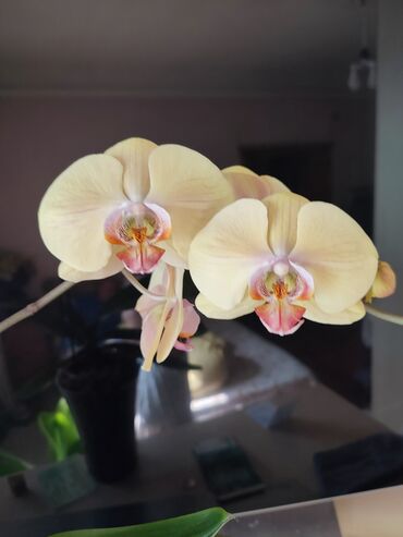 орхидея: Продам "раритет"домашняя орхидея посажена в орхиату со спагмосом