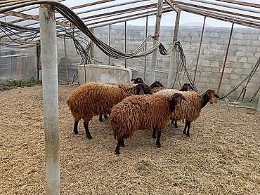 Qoyunlar, qoçlar: Dişi, Qala, il: 1, 50 kq, Damazlıq, Ünvandan götürmə — 8