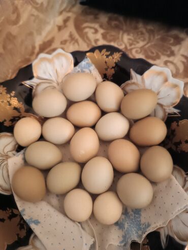 Quşlar: Qafqaz qrqovul yumurtası satlır tam mayalıdır ünvan NZS şəhərində