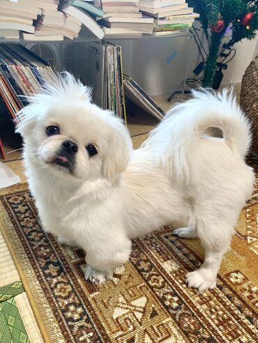 İtlər: Pekines, 6 ay, Dişi