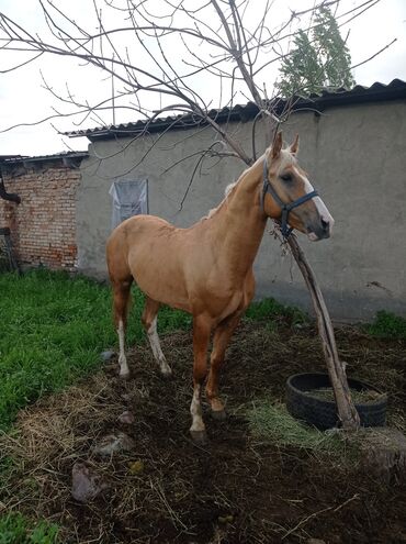 продажа лошадей в киргизии: Продаю | Конь (самец) | Конный спорт | Племенные