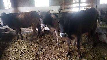 Коровы, быки: Продаю | Тёлка | На откорм — 14