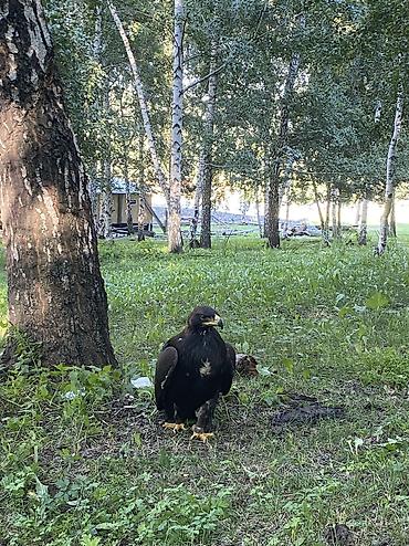 Отели, кафе, рестораны: Жумуш издейбиз 15жаштабыз 2бала любой жумуш кылабыз — 1