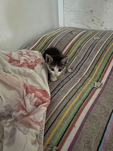 мини кошка: Котёнок домашний, короткошёрстный. Описание: - Окрас: тигровый — 3