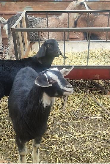 Козы, козлы: Продаю | Коза (самка) | Для молока — 8