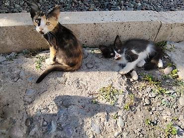 котят ош: Отдаю котят в добрые руки. цветная девочка, черно-белый мальчик. едят — 1
