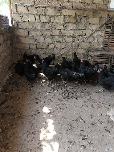 Toyuqlar: Toyuq, Australorp, Yumurtalıq — 4