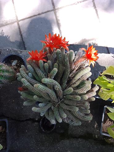 kalatea slike: Kaktus Rebutia/Chamaecereus (tzv. „kikiriki“/zmijasti kaktus) sa — 1