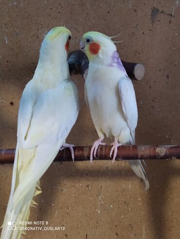 Tutuquşları: SALAM ENDİRİMLƏRƏ DAVAM. 💥🔥.HAZIR DANIŞAN QUŞLAR SATILIR!!!!!! Yaş — 9