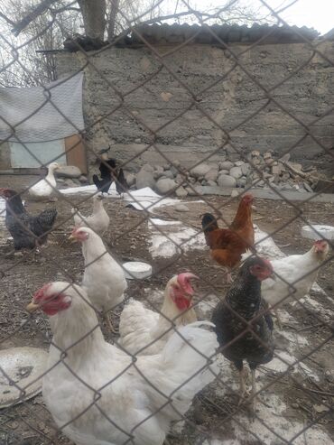 Куры, петухи: Продаю | Куры | Домашняя | Для разведения — 3