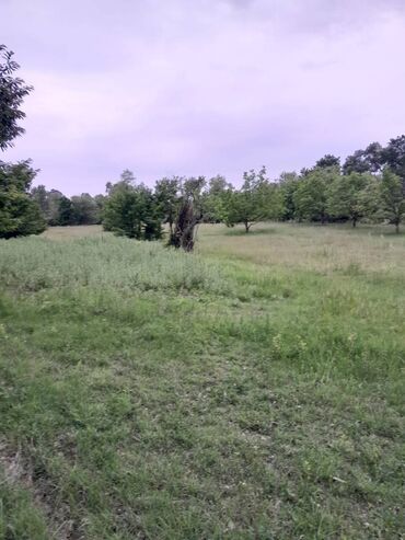 Torpaq sahələrinin satışı: 75 sot, Tikinti, Maklerlər narahat etməsin, Kupça (Çıxarış) -da lalafo.az — 6 Torpaq sahələrinin satışı: 75 sot, Tikinti, Maklerlər narahat etməsin, Kupça (Çıxarış) — 6