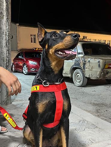 itler: Doberman, 1 ay, Dişi, Peyvəndli, Ödənişli çatdırılma — 1