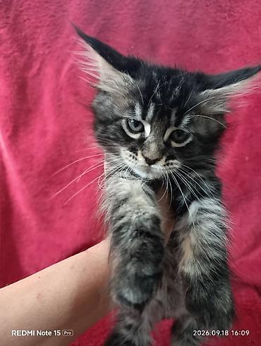 Продажа кошек: Мейн-Куны 🥰🥰🥰. Продаются котята Рысята ♥️ Чистокровные, Шикарные — 15