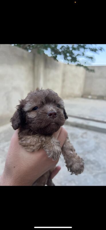 it bazarı bakı: Pudel, 1 ay, Dişi, Ünvandan götürmə