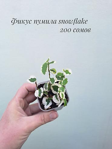 саженцы инжир: 🪴 Фикусы разных сортов в продаже. 🌿 Названия сортов и цены указаны на — 8
