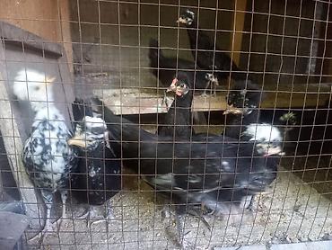 яйца брама: СРОЧНО продается молодые чубатые куры — 1