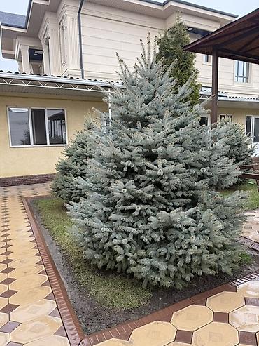 Ель: Продаю Ели голубые от 2-4 метров, колоновидные туи 4 метровые: густые — 15