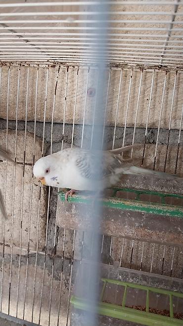 Tutuquşları: Cutə hazır quşlar cütü 30 
manat — 4