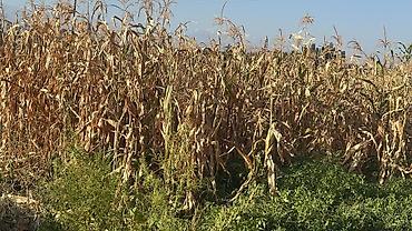 продаю кой: Село Дмитриевка Продаю 30Соток Кукурузу В месте С начатками СРОЧНО — 1