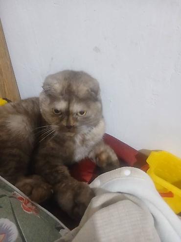 Продажа кошек: Скоттиш-фолд (шотландская вислоухая кошка). - Тип: домашний питомец — 3