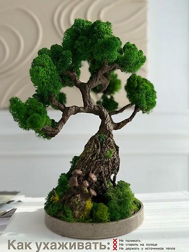 Декоративные цветы: Деревья-бонсай из натурального стабилизированного мха🌳 -это — 81