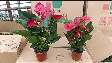 Другие комнатные растения: Женское счастье гигант сорт По городу доставка бесплатно Крупные — 68