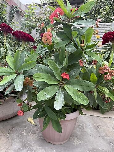 Үй жана бакча: Молочай Милла (Euphorbia milii) в горшке. - Кустистое — 3