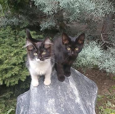 сколько стоят котята: Котята домашние, ласковые и игривые. Несколько окрасов на выбор: - — 2