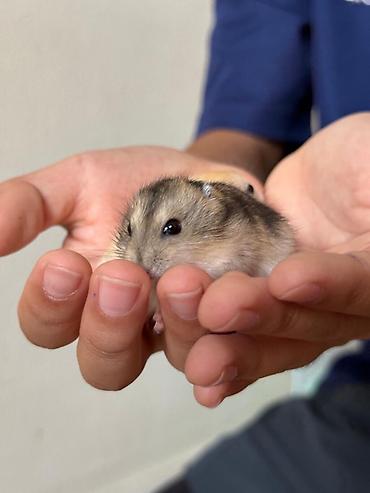 Хомяки: Карликовые хомячки (джунгарики). Два окраса: - песочный (кремово‑рыжий — 9