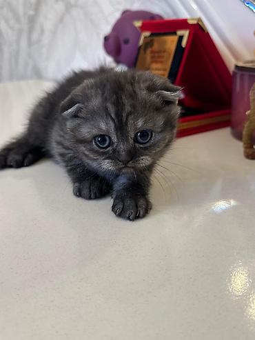 Pişiklər: Şotland — 8