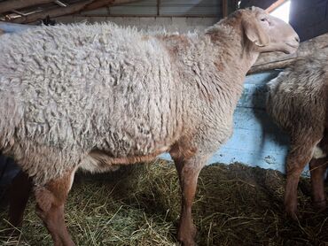 Бараны, овцы: Продаю | Баран (самец) | Арашан | На забой | Матка — 7