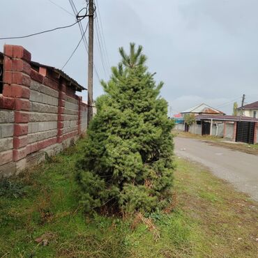 Декоративные деревья: Саженцы деревьев: Ели, Самовывоз, Платная доставка — 11