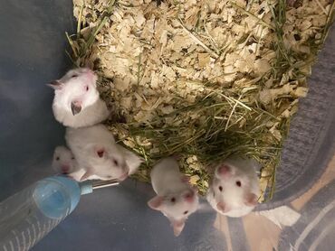 ağ siçan: Balaca, ağ hamster balaları
