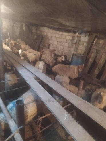 Qoyunlar, qoçlar: Qoyun sürüsü satılır - Növ: yerli qarışıq (ağ və qəhvəyi rəngli, uzun — 3