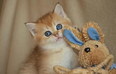 Pişiklər: Qızıl şinşilla, Erkək, Ünvandan götürmə — 1