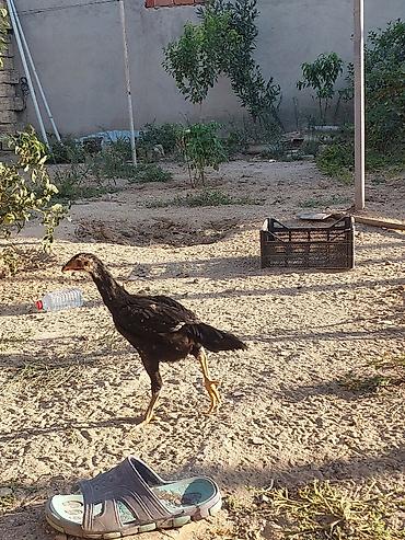 cücə satışı: Сhicks, Для разведения — 1