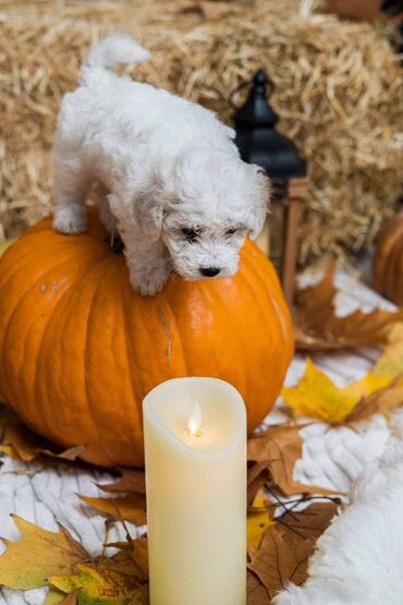 Psi: Rođeni smo 23. oktobra, dva puta smo očišćeni od parazita i primili na lalafo.rs — 4 Psi: Rođeni smo 23. oktobra, dva puta smo očišćeni od parazita i primili — 4