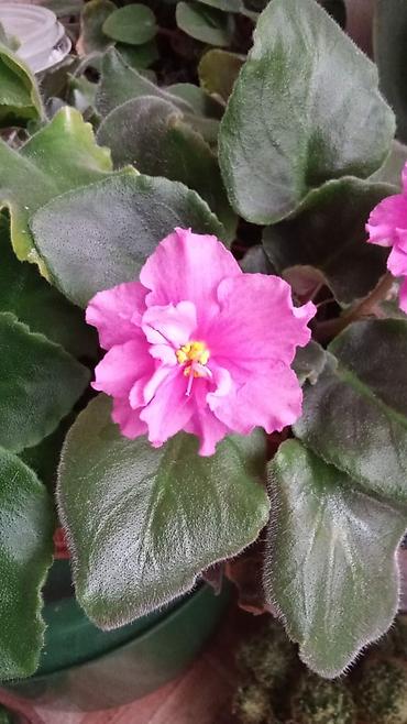 Фиалки и глоксинии: Продаю цветущие фиалки 🌸 Красивые, здоровые растения, сейчас активно — 2