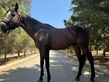 Atlar: Temiz qan Ingilis atidir .Pasportlu.boy 1.80 sm.Atasi meshur — 4