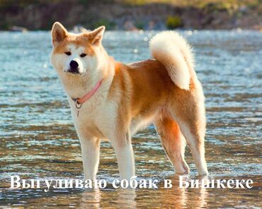 домик для кошек: 5 месяцев, Самка