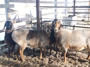 Бараны, овцы: Продаю | Овца (самка) — 1