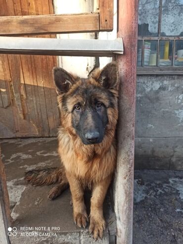 Собаки: Продаю кобеля немецкой овчарки с отличной родословной, крупный