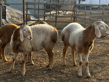 Бараны, овцы: Продаю | Ягненок, Баран (самец) | Арашан | Для разведения — 1