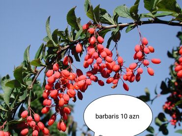 blackberry satisi: Barbaris rus sortu mehsuldar