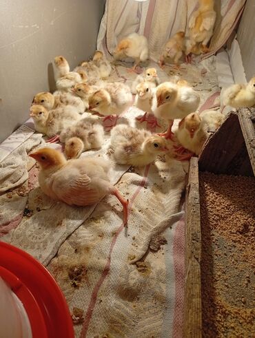 Hinduşka: Qırmızı kanada Hinduşka balalarının satışı başlayıb hər həftə olacaq — 3