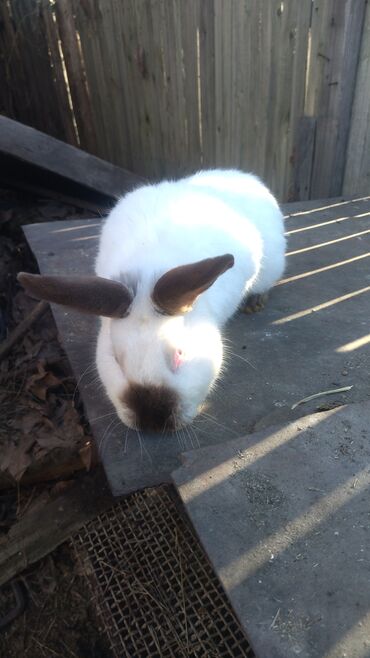Декоративные кролики: Кролики — 24