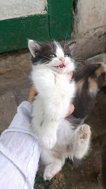 Отдам даром кошку: Объявление актуально! с. Арашан - самовывоз! 🙌🏻Отдам котят в добрые — 3