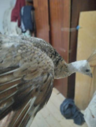 ov quşları: Tovuz quşu balası (paun cücəsi) - Növ: Tovuz quşu (peafowl) – gənc — 9