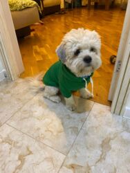 it pitpul: Satılır: Maltipu erkək it (1 yaş 5 aylıq) 🐶 Tam sağlam, mehriban və